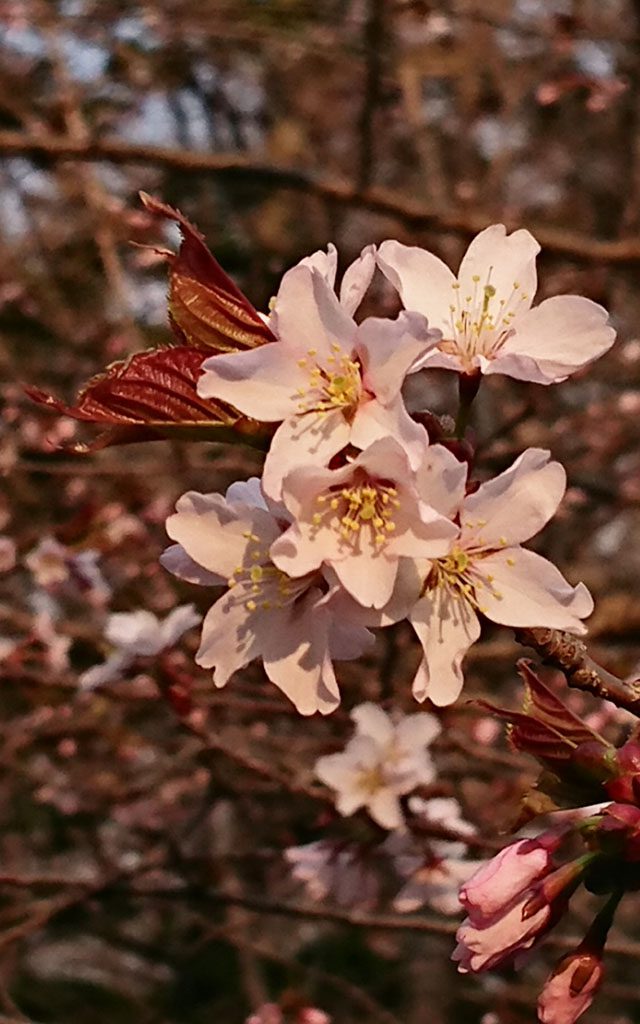 有珠善光寺の桜開花しました 伊達温泉