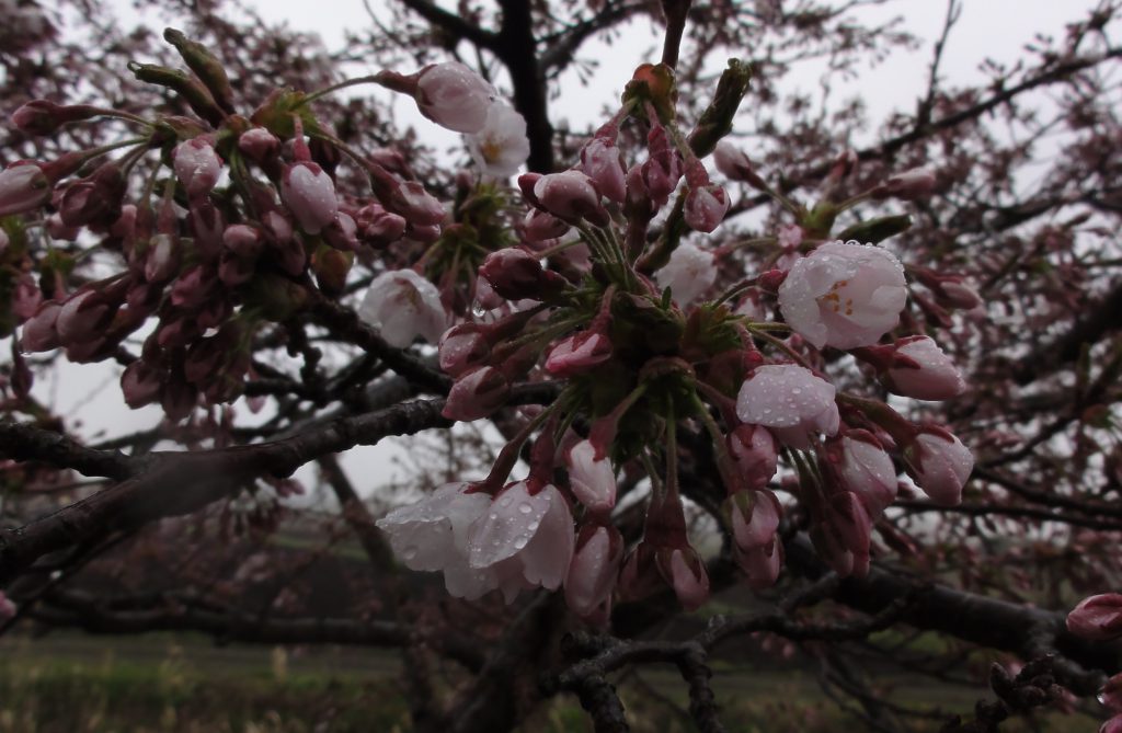 伊達温泉の桜は 伊達温泉